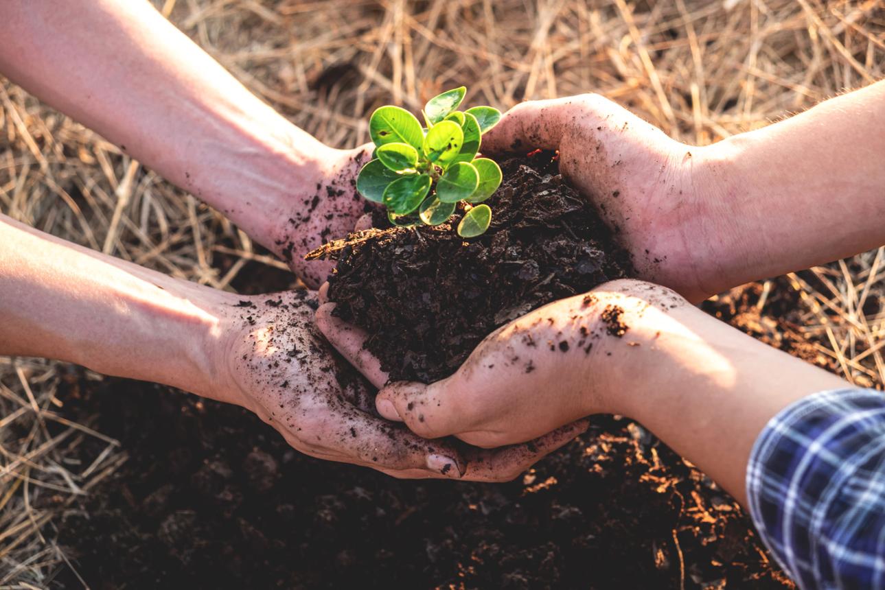 Réforestation locale