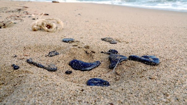 Vue satellite d une pollution aux hydrocarbures